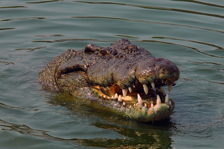 Should Crocodiles be culled?