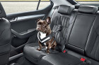 Archive Whichcar 2015 08 25 1 Skoda Dog Seat Belt