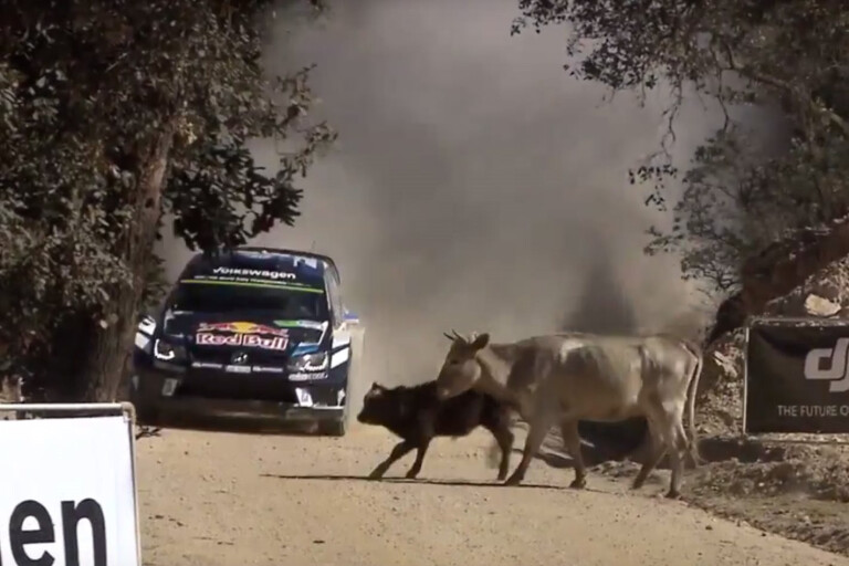 VIDEO: Sebastien Ogier narrowly dodges cow with WRC car