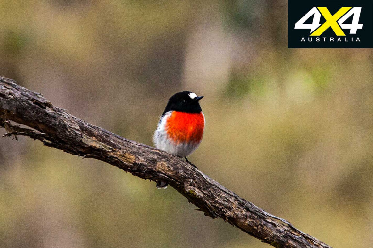 Oxley Wild Rivers National Park NSW Scarlet Robin Jpg