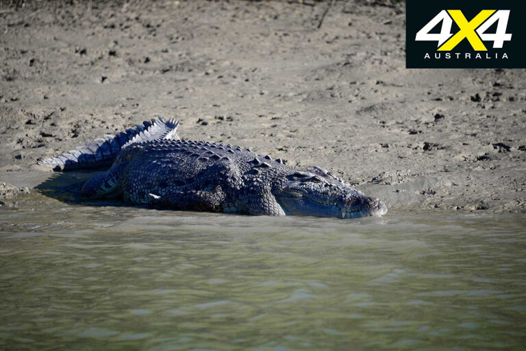 4 X 4 Trip Southern Cape York Qld Crocodile Jpg