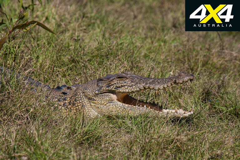 Darwin Escapes Kakadu National Park North Crocodile Jpg