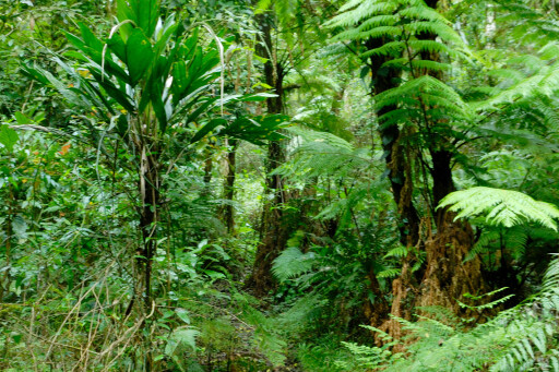 Lush-rainforest-Border-Ranges.jpg