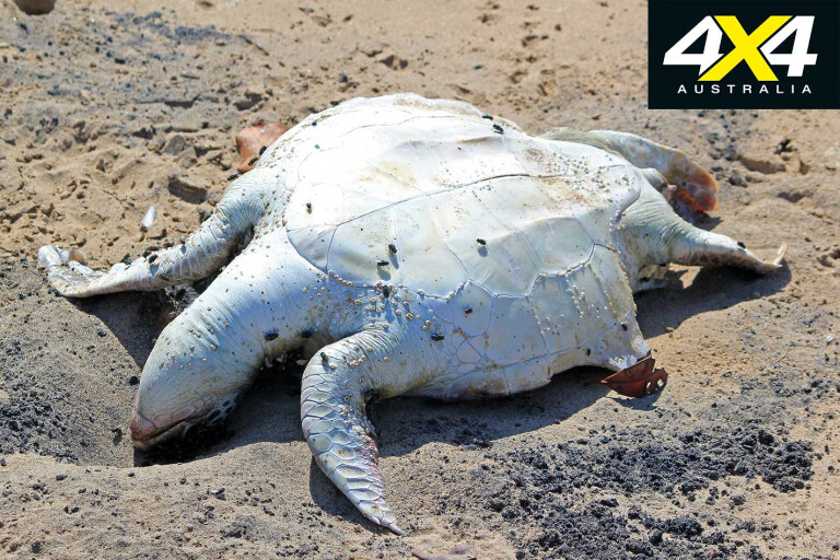 Discovery Coast Dead Turtle Jpg