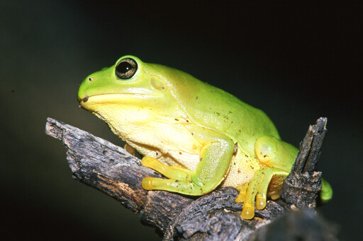 Green-tree-frog.jpg