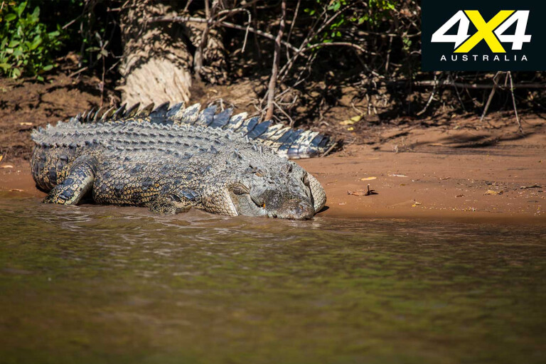 Darwin Escapes Daly River And Surrounds Crocodile Jpg
