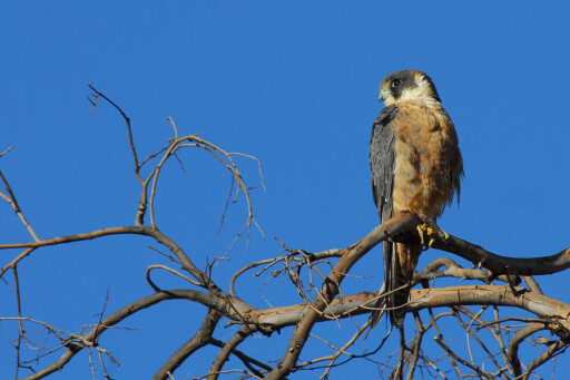 Brown Falcon Boggy Hole