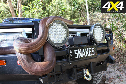 Snakes patrol front