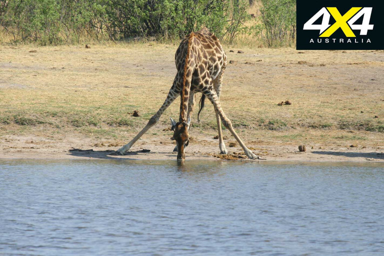 4 X 4 Trip With The Hwange Game Census Zimbabwe Giraffe Watering Hole Jpg
