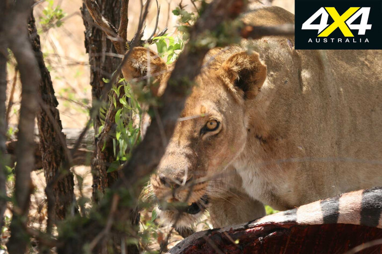 4 X 4 Trip With The Hwange Game Census Zimbabwe Lioness Jpg
