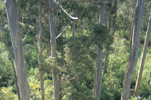Treetops in Warren National Park, WA