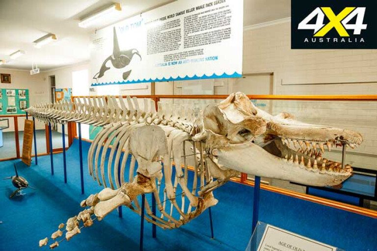 Exploring NSW South East Part 2 4 X 4 Adventure Series Boydtown Killer Whale Skeleton Jpg