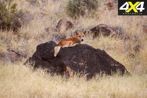 Dingo sitting on a rock