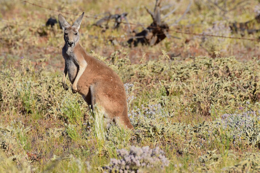 Red Kangaroos Darling River NSW.jpg