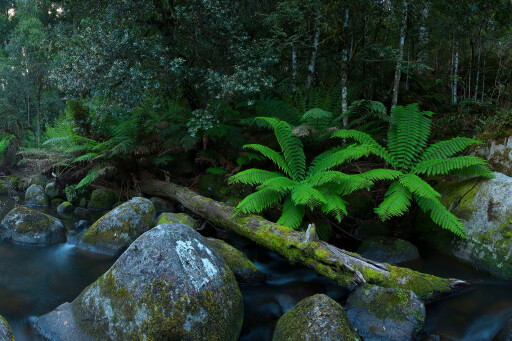 Barrington-Tops-National-Park-rainforest.jpg