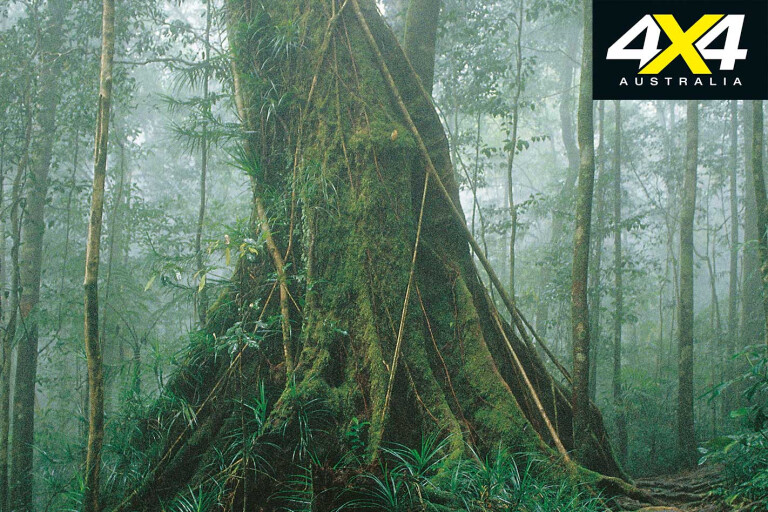 4 X 4 Trip To Paluma Range Np Qld Rainforest Jpg