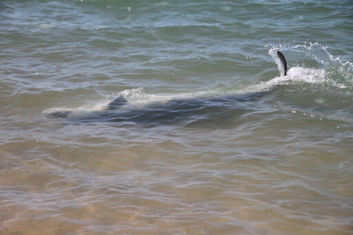 Shark in Queensland beach.jpg