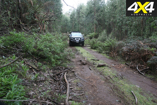 Toolangi State Forest