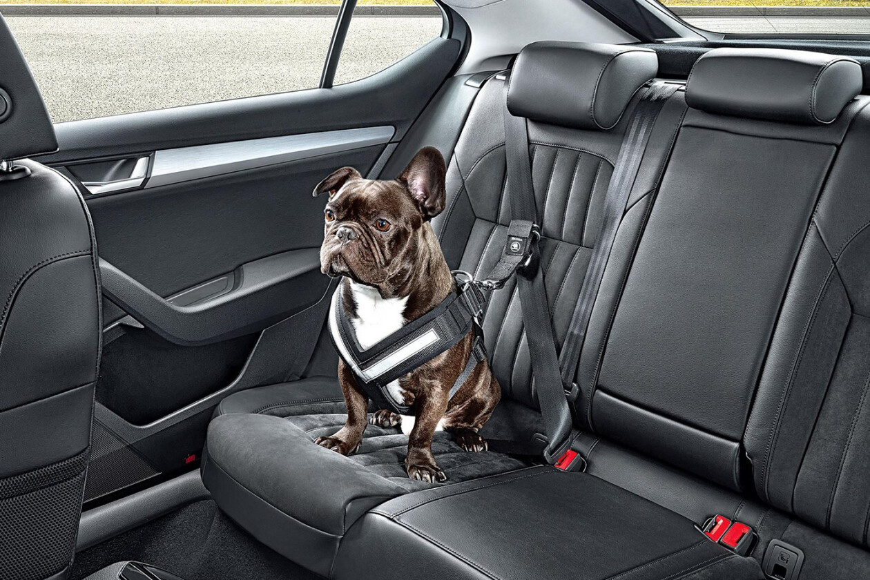 skoda dog seat belt