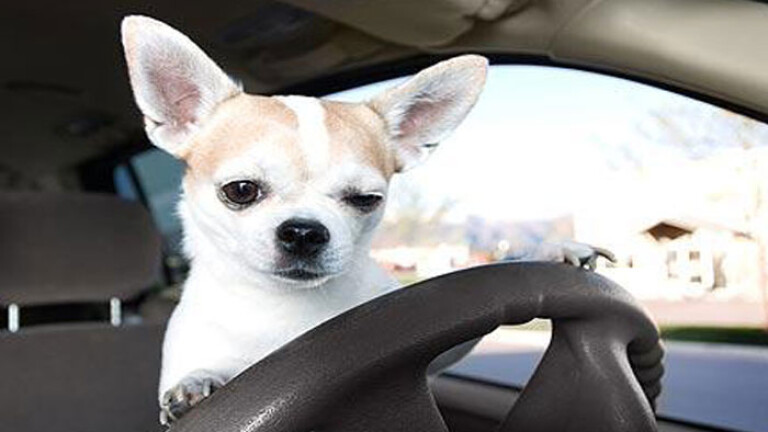 Dogs behind the Wheel