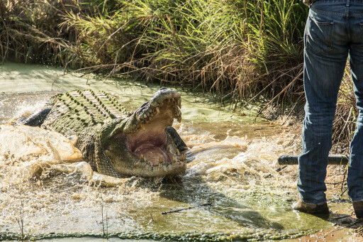outback wrangler saltie crocs