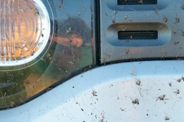 Bugs On Car Grille Jpg