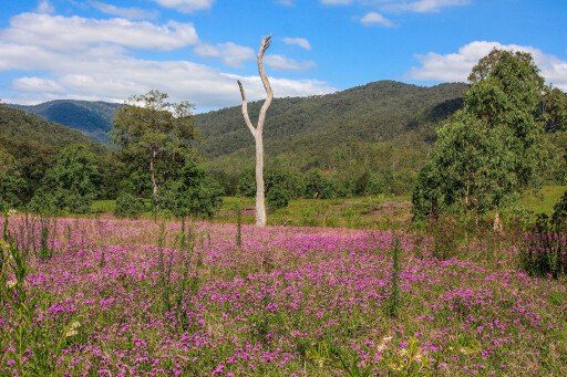 Spring time in Chaelundi National Park, NSW