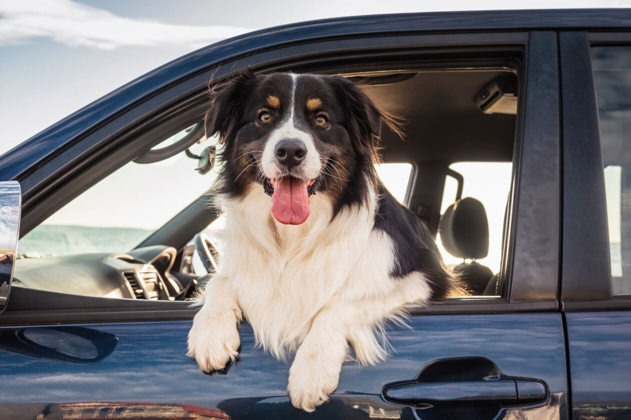 Tesla is introducing a pet friendly 'Dog Mode'