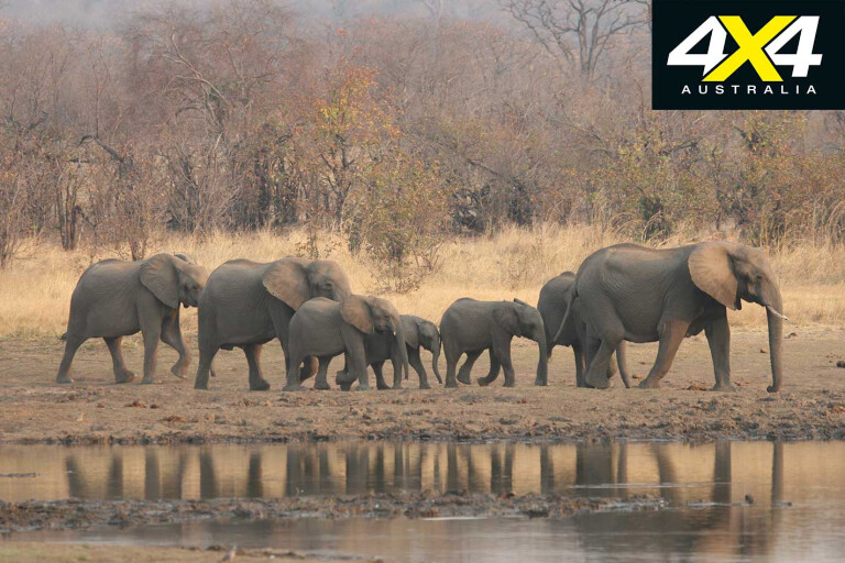 4 X 4 Trip With The Hwange Game Census Zimbabwe Elephants Jpg