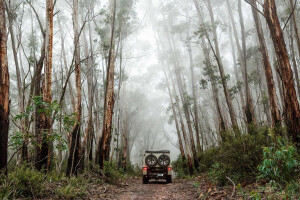 Exploring NSW South-East forests part 1