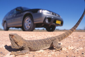  Left-hand-drive Subaru Outback in Australian bush