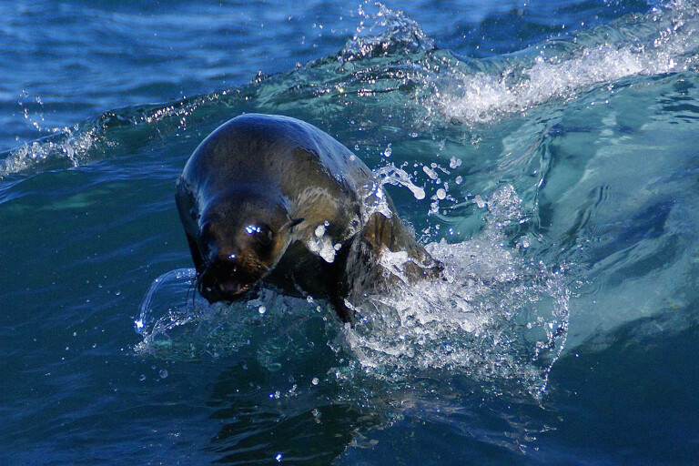 Seal By Sea Boat Tour Jpg