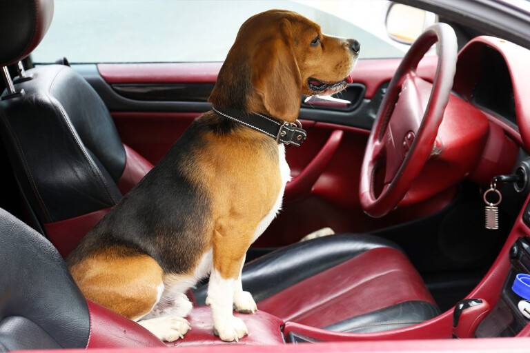 Dog Sitting Front Passenger Seat Car Jpg