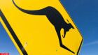 Kangaroo, Volvo, avoid, collission, world, first, Europe, crash
