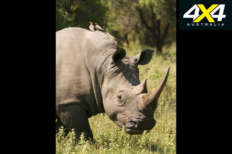 4 X 4 Trip With The Hwange Game Census Zimbabwe Rhinocerous Jpg