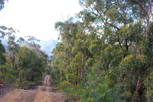 Deua National Park NSW 4WD tracks.jpg