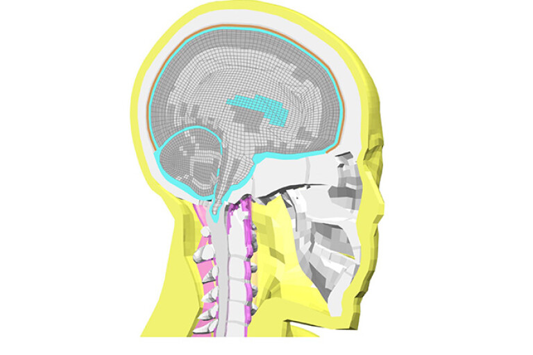 THUMS Human 3D modelling of the brain