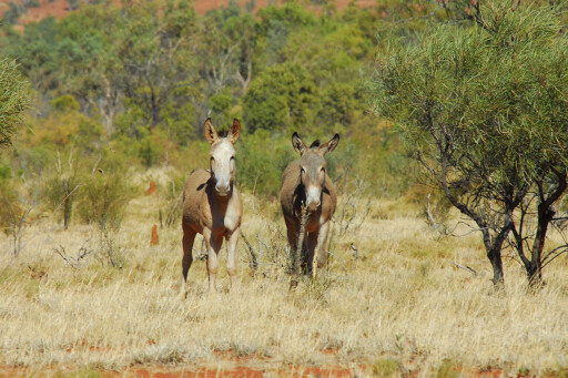 Davenport Ranges, NT Wild Donkeys