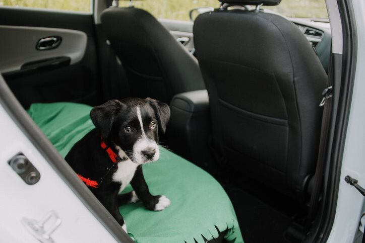 puppy in car