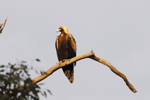 Wedge-tailed-eagle.jpg